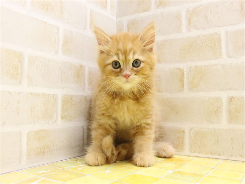 東京都のサイベリアン (ワンラブ東京葛飾総本店/2025年5月4日生まれ/男の子/レッドタビー)の子猫の2枚目の画像