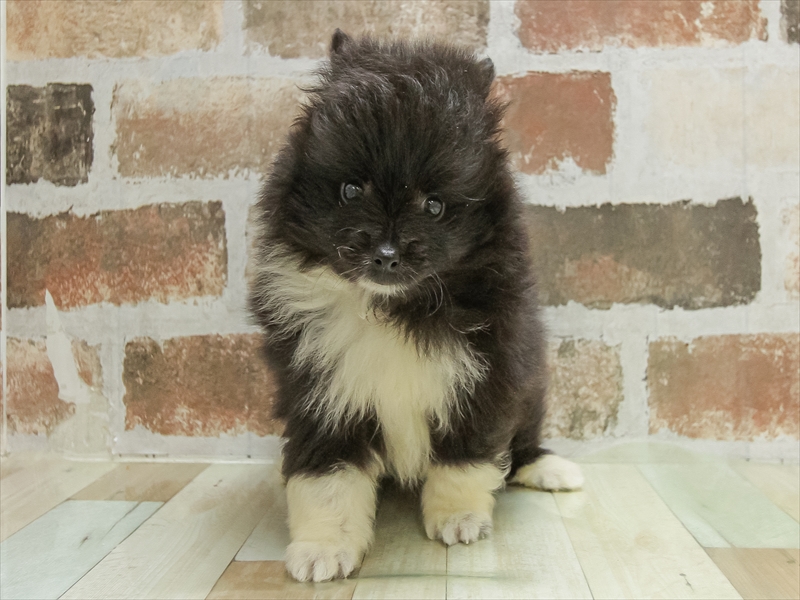 愛知県のポメラニアン (ワンラブ名古屋守山インター総本店/2025年5月3日生まれ/男の子/ブラックホワイト)の子犬の3枚目の画像