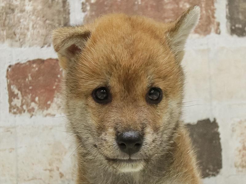 愛知県の柴犬(標準サイズ) (ワンラブ名古屋守山インター総本店/2025年5月3日生まれ/男の子/赤)の子犬の1枚目の画像
