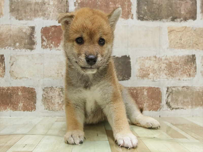 愛知県の柴犬(標準サイズ) (ワンラブ名古屋守山インター総本店/2025年5月3日生まれ/男の子/赤)の子犬の3枚目の画像