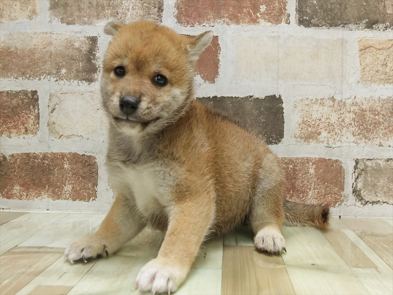 愛知県の柴犬(標準サイズ) (ワンラブ名古屋守山インター総本店/2025年5月3日生まれ/男の子/赤)の子犬の2枚目の画像