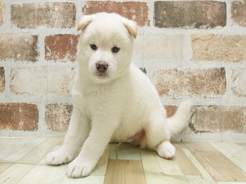 愛知県の柴犬(標準サイズ) (ワンラブ名古屋守山インター総本店/2025年5月3日生まれ/男の子/白)の子犬の2枚目の画像