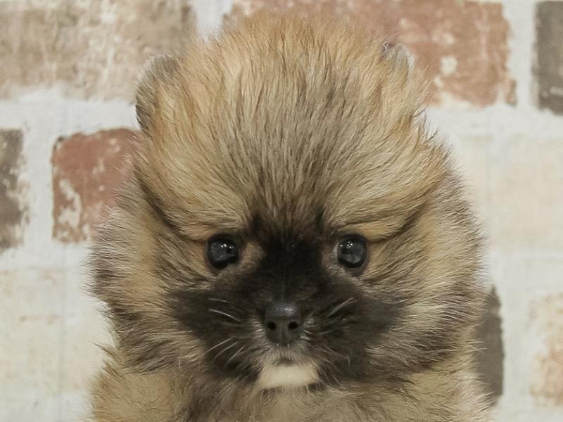 愛知県のポメラニアン (ワンラブ名古屋守山インター総本店/2025年4月26日生まれ/男の子/オレンジセーブル)の子犬の1枚目の画像