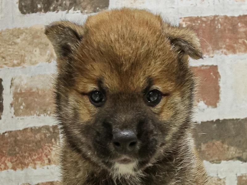 愛知県の柴犬(標準サイズ) (ワンラブ名古屋守山インター総本店/2025年5月3日生まれ/男の子/赤)の子犬