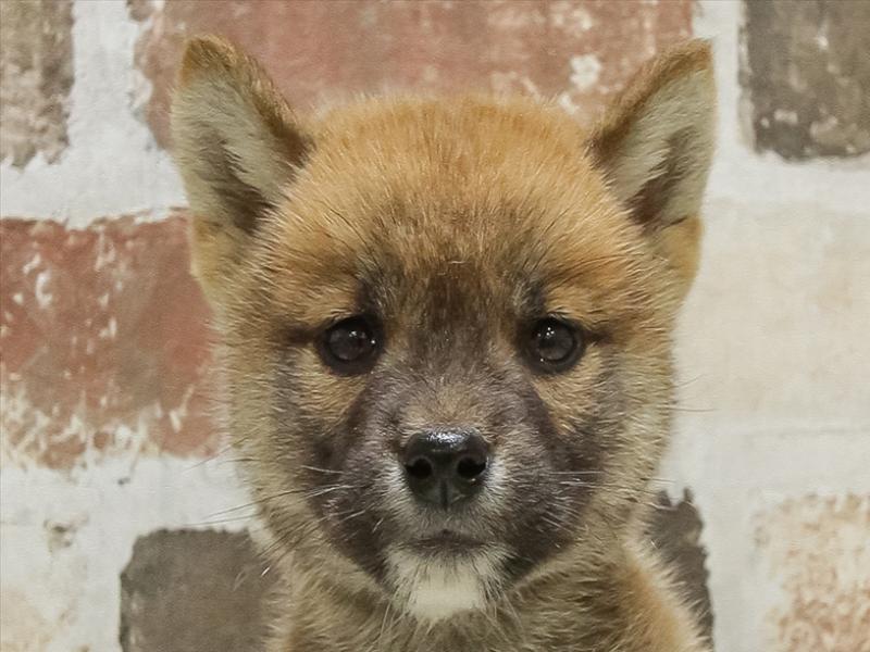 愛知県の柴犬(標準サイズ) (ワンラブ名古屋守山インター総本店/2025年4月25日生まれ/男の子/赤)の子犬の1枚目の画像