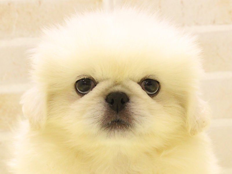 埼玉県のペキニーズ (ワンラブカインズ朝霞店/2025年5月3日生まれ/男の子/クリーム)の子犬の1枚目の画像