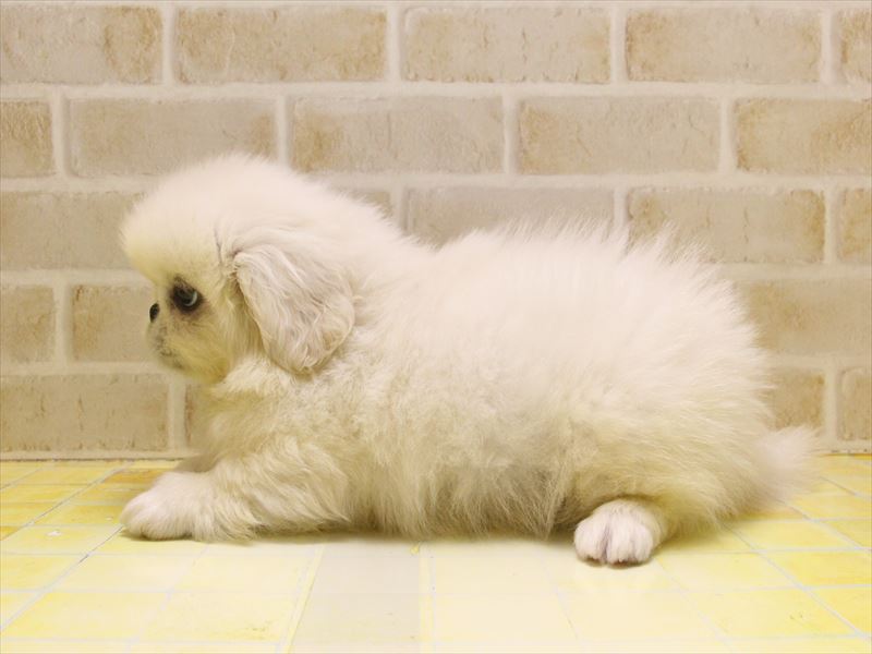 埼玉県のペキニーズ (ワンラブカインズ朝霞店/2025年5月3日生まれ/男の子/クリーム)の子犬の3枚目の画像