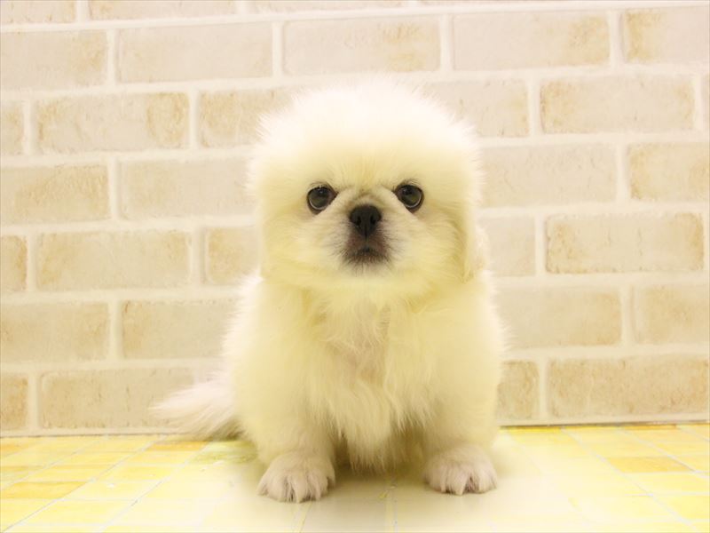 埼玉県のペキニーズ (ワンラブカインズ朝霞店/2025年5月3日生まれ/男の子/クリーム)の子犬の2枚目の画像