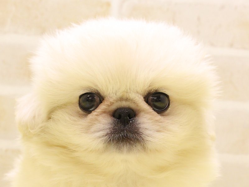 東京都のペキニーズ (ワンラブ東京葛飾総本店/2025年5月3日生まれ/男の子/クリーム)の子犬の1枚目の画像