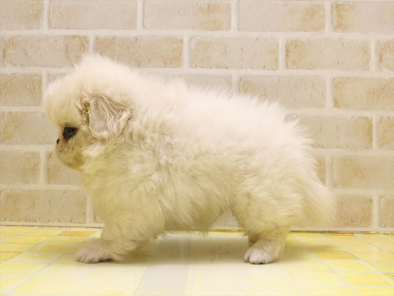 東京都のペキニーズ (ワンラブ東京葛飾総本店/2025年5月3日生まれ/男の子/クリーム)の子犬の3枚目の画像