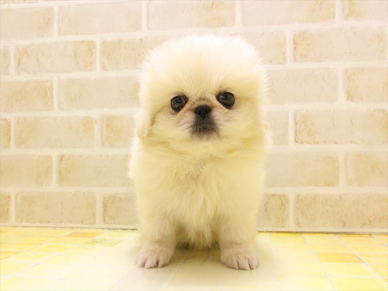 東京都のペキニーズ (ワンラブ東京葛飾総本店/2025年5月3日生まれ/男の子/クリーム)の子犬の2枚目の画像