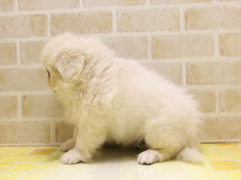 東京都のペキニーズ (ワンラブ東京葛飾総本店/2025年5月3日生まれ/女の子/クリーム)の子犬の3枚目の画像
