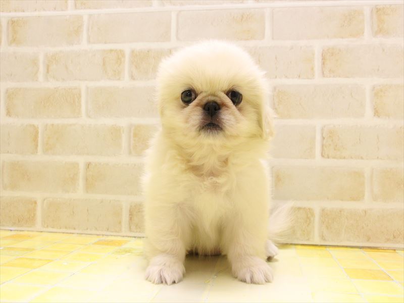 東京都のペキニーズ (ワンラブ東京葛飾総本店/2025年5月3日生まれ/女の子/クリーム)の子犬の2枚目の画像