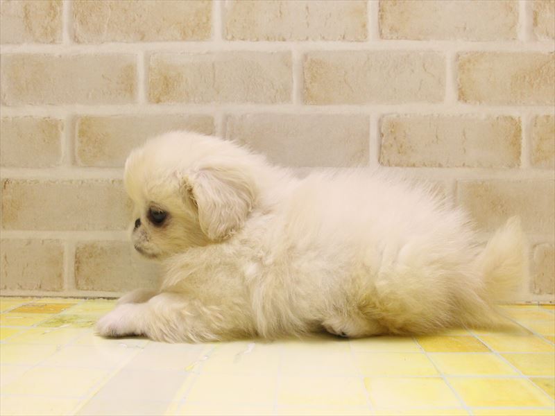 東京都のペキニーズ (ワンラブ東京葛飾総本店/2025年5月3日生まれ/女の子/クリーム)の子犬の3枚目の画像