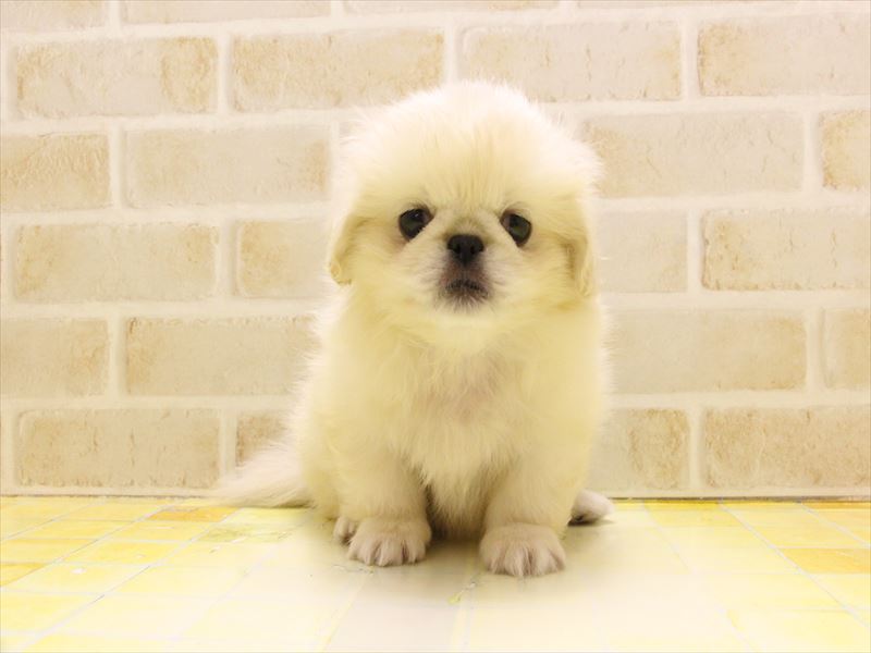 東京都のペキニーズ (ワンラブ東京葛飾総本店/2025年5月3日生まれ/女の子/クリーム)の子犬の2枚目の画像