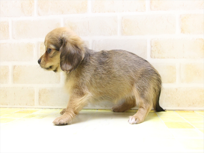 愛知県のチワックス(チワワ×ダックス) (ワンラブ名古屋守山インター総本店/2025年5月5日生まれ/女の子/フォーン)の子犬の3枚目の画像