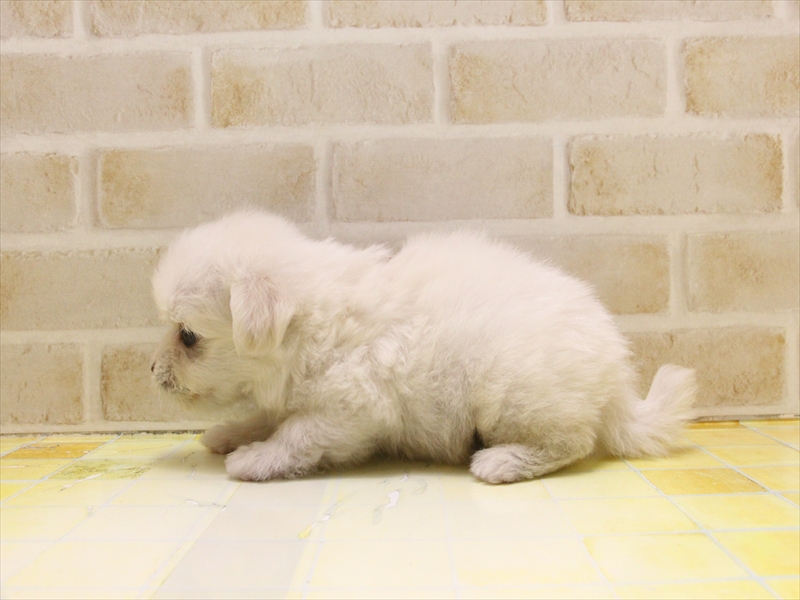 愛知県のポメマル/マルポメ(ポメラニアン×マルチーズ) (ワンラブ名古屋守山インター総本店/2025年5月3日生まれ/男の子/クリーム)の子犬の3枚目の画像
