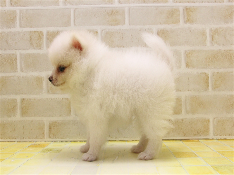 愛知県のポメラニアン (ワンラブ名古屋守山インター総本店/2025年5月5日生まれ/男の子/クリーム)の子犬の3枚目の画像