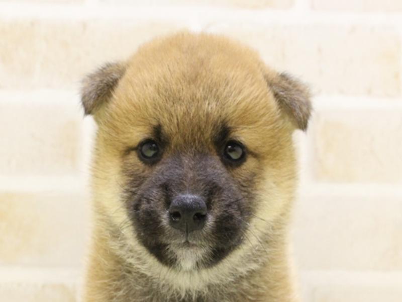 東京都の柴犬(標準サイズ) (ワンラブ東京葛飾総本店/2025年5月5日生まれ/男の子/赤)の子犬の1枚目の画像