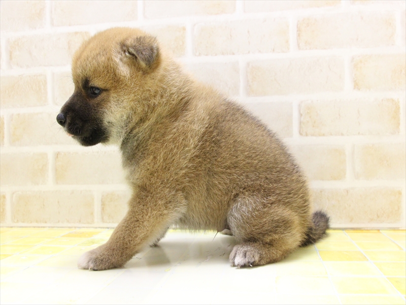 東京都の柴犬(標準サイズ) (ワンラブ東京葛飾総本店/2025年5月5日生まれ/男の子/赤)の子犬の3枚目の画像