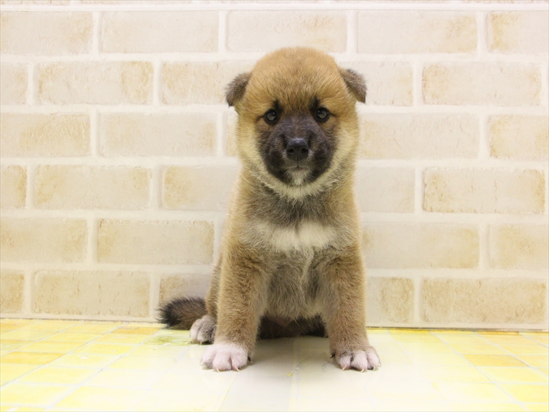 東京都の柴犬(標準サイズ) (ワンラブ東京葛飾総本店/2025年5月5日生まれ/男の子/赤)の子犬の2枚目の画像