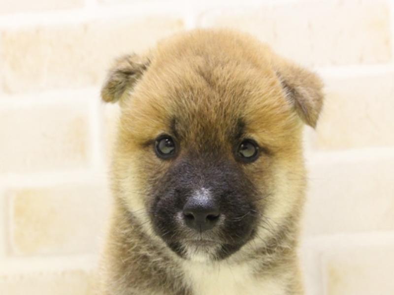 埼玉県の柴犬(標準サイズ) (ワンラブカインズ朝霞店/2025年5月5日生まれ/男の子/赤)の子犬の1枚目の画像