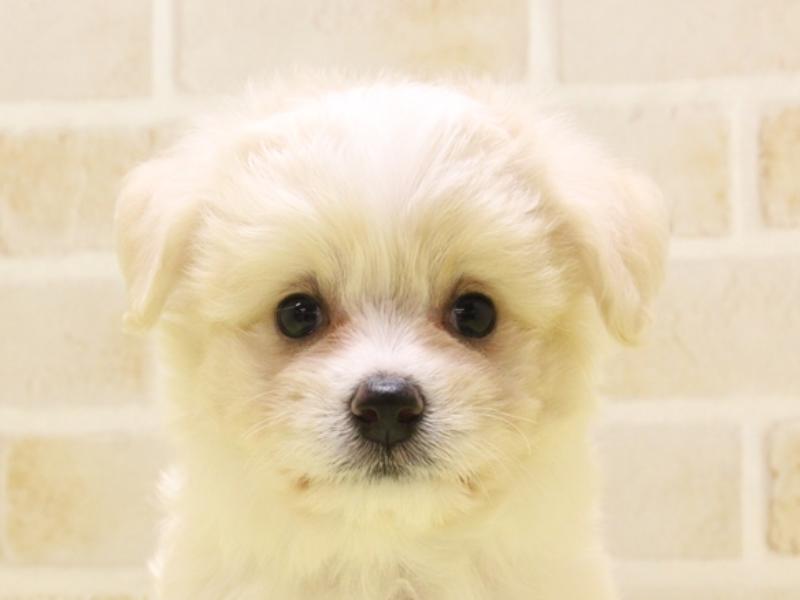 東京都のハーフ犬・ミックス犬 (ワンラブ東京葛飾総本店/2025年5月5日生まれ/女の子/ホワイトクリーム)の子犬の1枚目の画像