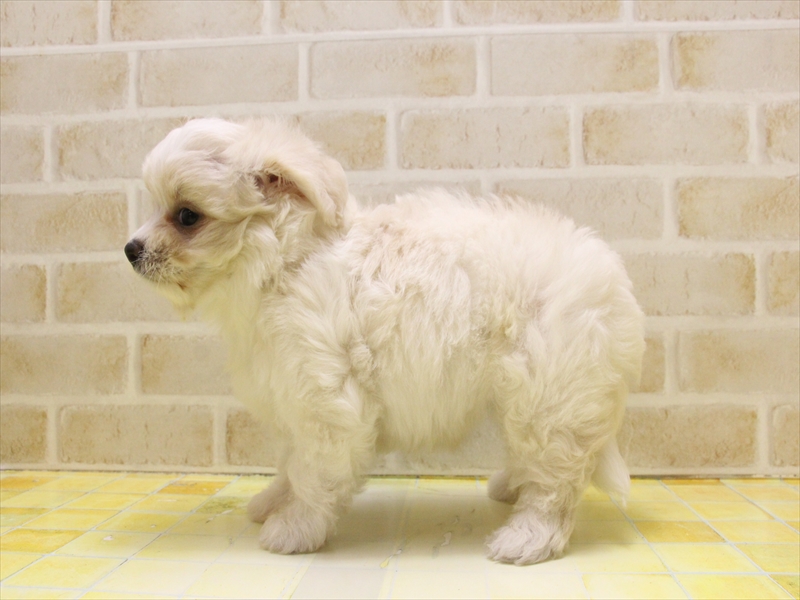 東京都のハーフ犬・ミックス犬 (ワンラブ東京葛飾総本店/2025年5月5日生まれ/女の子/ホワイトクリーム)の子犬の3枚目の画像