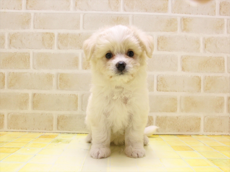 東京都のハーフ犬・ミックス犬 (ワンラブ東京葛飾総本店/2025年5月5日生まれ/女の子/ホワイトクリーム)の子犬の2枚目の画像
