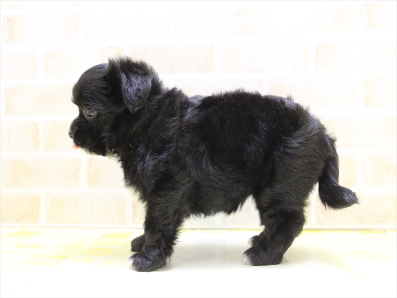 東京都のハーフ犬・ミックス犬 (ワンラブ東京葛飾総本店/2025年5月5日生まれ/女の子/ブラックホワイト)の子犬の3枚目の画像
