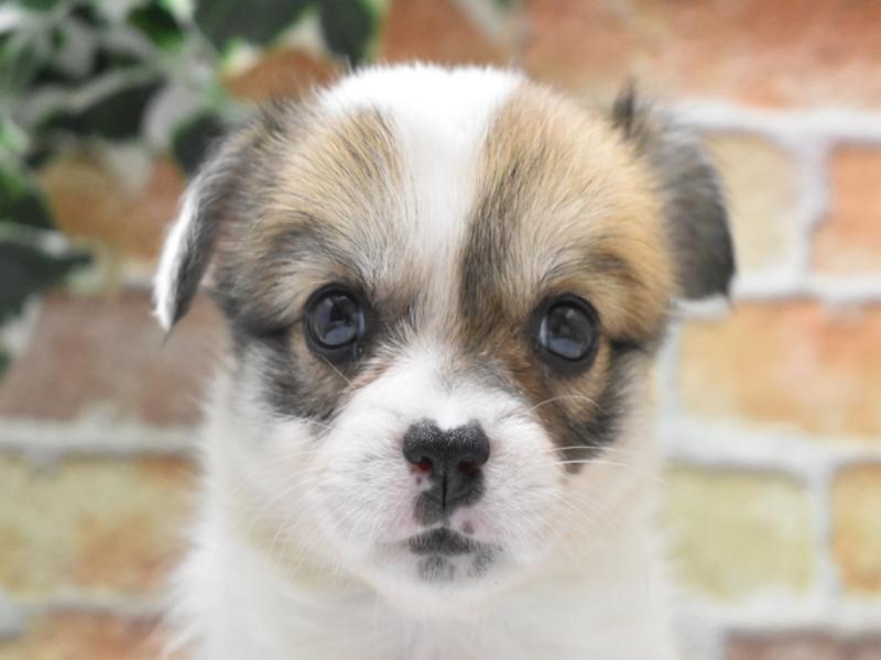 愛知県のハーフ犬・ミックス犬 (ワンラブ名古屋守山インター総本店/2025年5月6日生まれ/女の子/レッドホワイト)の子犬の1枚目の画像