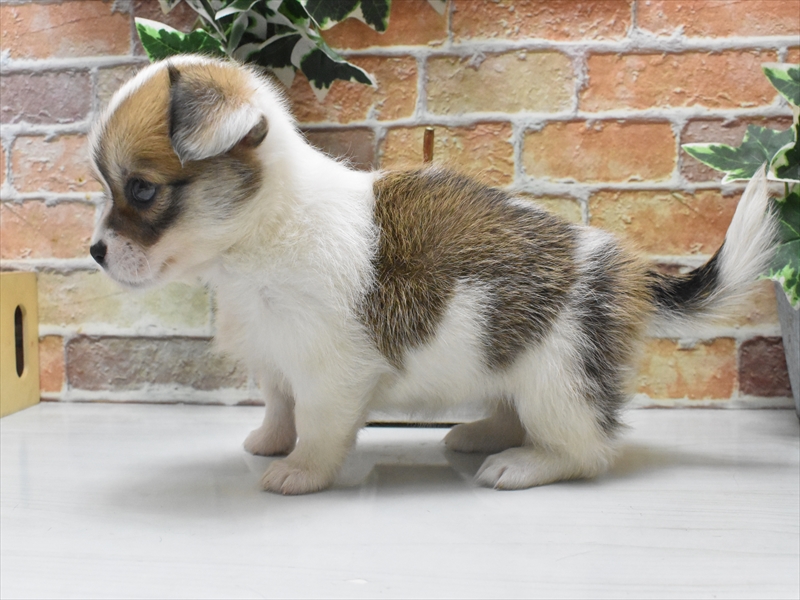 愛知県のハーフ犬・ミックス犬 (ワンラブ名古屋守山インター総本店/2025年5月6日生まれ/女の子/レッドホワイト)の子犬の3枚目の画像