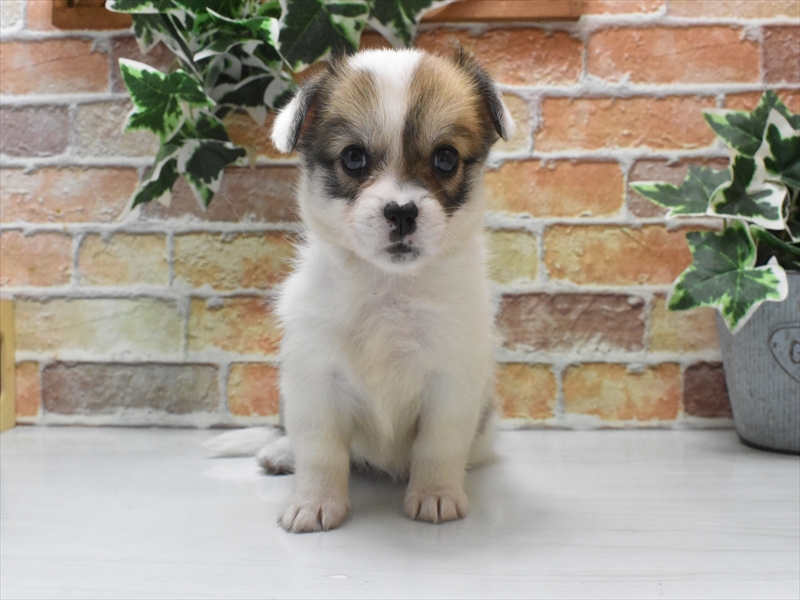 愛知県のハーフ犬・ミックス犬 (ワンラブ名古屋守山インター総本店/2025年5月6日生まれ/女の子/レッドホワイト)の子犬の2枚目の画像