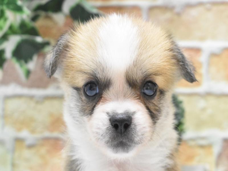 愛知県のハーフ犬・ミックス犬 (ワンラブ名古屋守山インター総本店/2025年5月6日生まれ/女の子/レッドホワイト)の子犬の1枚目の画像