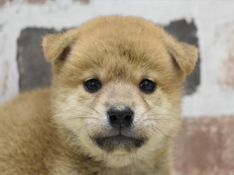 愛知県の豆柴 (ワンラブ名古屋守山インター総本店/2025年5月6日生まれ/男の子/赤)の子犬の1枚目の画像