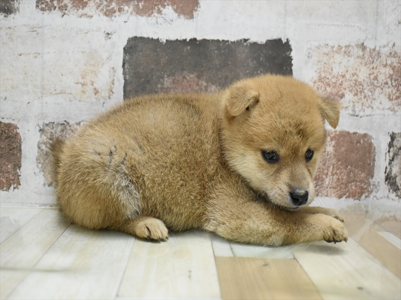 愛知県の豆柴 (ワンラブ名古屋守山インター総本店/2025年5月6日生まれ/男の子/赤)の子犬の3枚目の画像