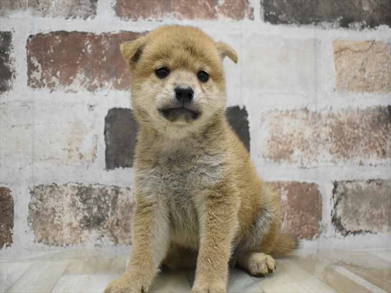愛知県の豆柴 (ワンラブ名古屋守山インター総本店/2025年5月6日生まれ/男の子/赤)の子犬の2枚目の画像