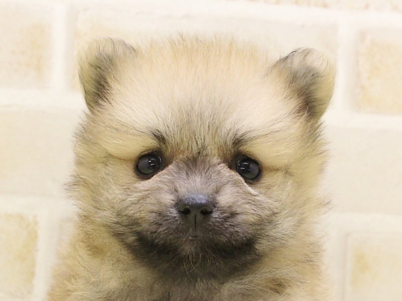 東京都のポメラニアン (ワンラブ東京葛飾総本店/2025年5月4日生まれ/男の子/オレンジ)の子犬の1枚目の画像