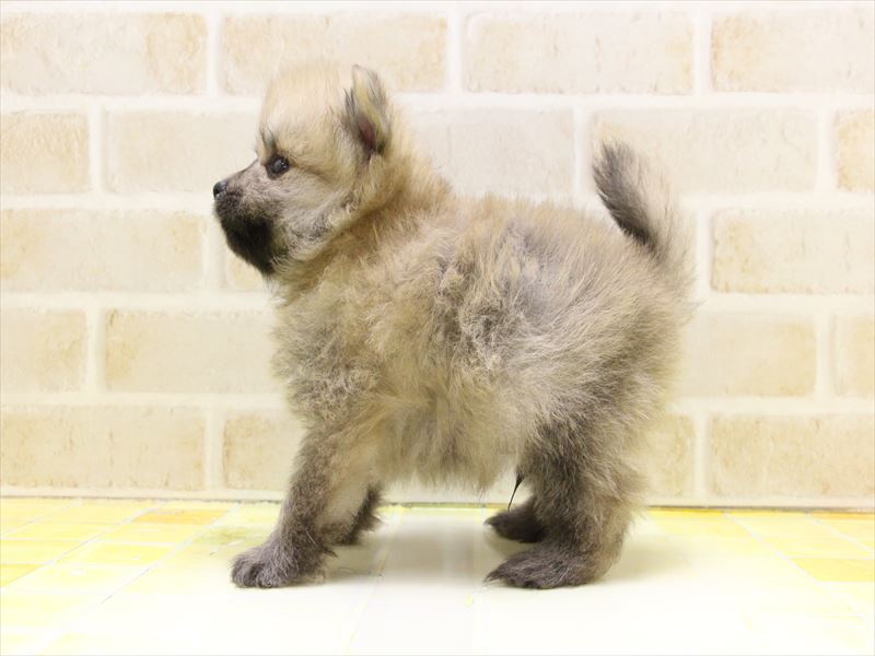 東京都のポメラニアン (ワンラブ東京葛飾総本店/2025年5月4日生まれ/男の子/オレンジ)の子犬の3枚目の画像