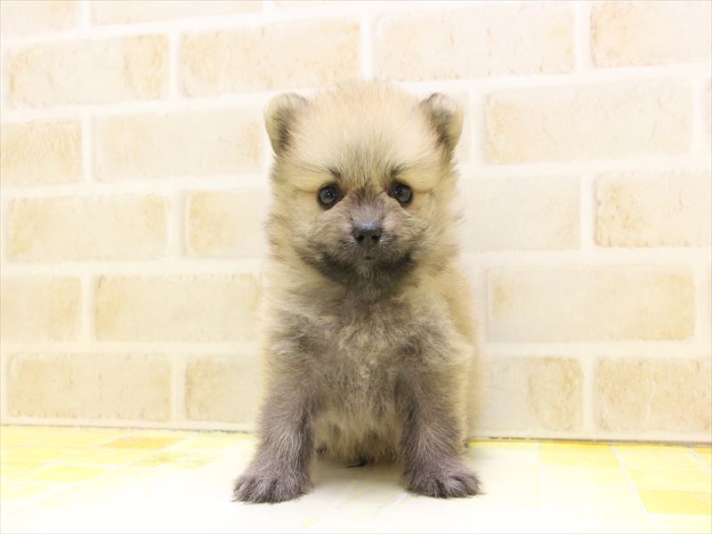 東京都のポメラニアン (ワンラブ東京葛飾総本店/2025年5月4日生まれ/男の子/オレンジ)の子犬の2枚目の画像
