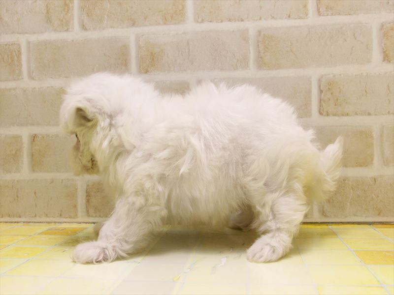 東京都のマルチーズ (ワンラブ東京葛飾総本店/2025年5月7日生まれ/女の子/ホワイト)の子犬の3枚目の画像