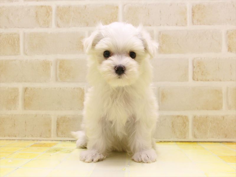 東京都のマルチーズ (ワンラブ東京葛飾総本店/2025年5月7日生まれ/女の子/ホワイト)の子犬の2枚目の画像