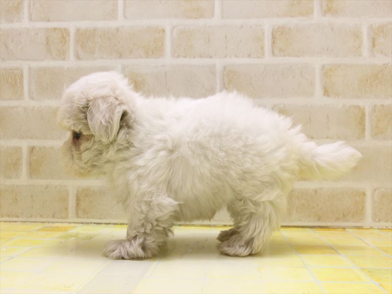 東京都のマルチーズ (ワンラブ東京葛飾総本店/2025年5月7日生まれ/男の子/ホワイト)の子犬の3枚目の画像