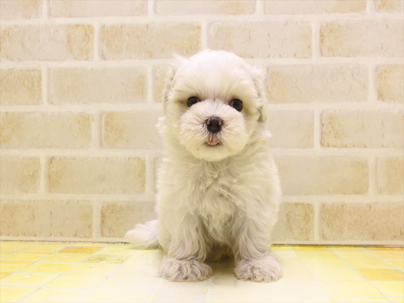 東京都のマルチーズ (ワンラブ東京葛飾総本店/2025年5月7日生まれ/男の子/ホワイト)の子犬の2枚目の画像
