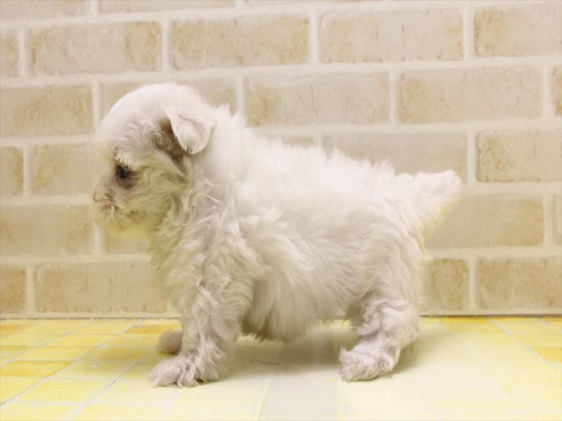 東京都のマルチーズ (ワンラブ東京葛飾総本店/2025年5月7日生まれ/男の子/ホワイト)の子犬の3枚目の画像