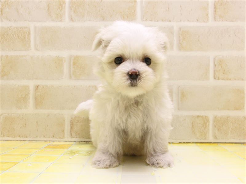 東京都のマルチーズ (ワンラブ東京葛飾総本店/2025年5月7日生まれ/男の子/ホワイト)の子犬の2枚目の画像