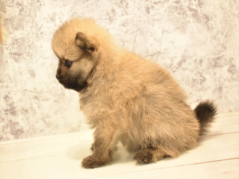 東京都のポメラニアン (ワンラブ東京葛飾総本店/2025年5月7日生まれ/女の子/オレンジ)の子犬の3枚目の画像