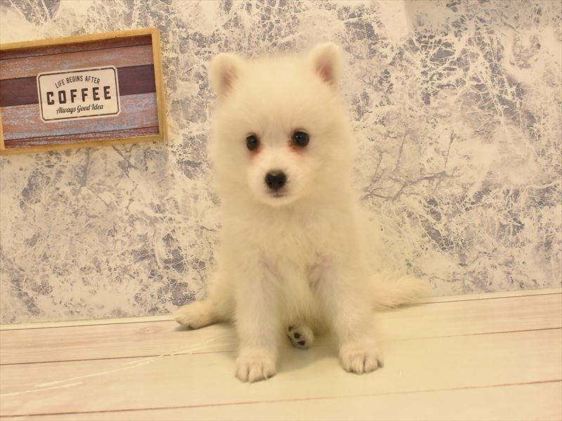 東京都の日本スピッツ (ワンラブ東京葛飾総本店/2025年5月4日生まれ/女の子/ホワイト)の子犬の2枚目の画像