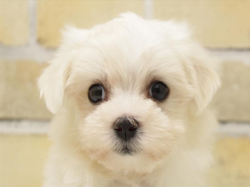 福岡県のマルチーズ (ワンラブ福岡総本店/2025年5月8日生まれ/女の子/ホワイト)の子犬の1枚目の画像