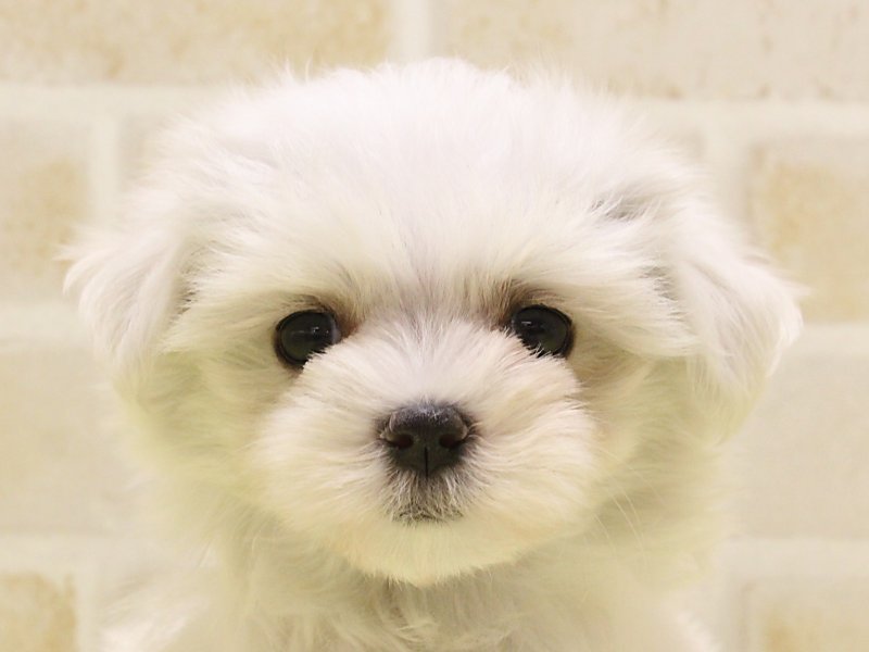 埼玉県のマルチーズ (ワンラブアリオ鷲宮店/2025年5月9日生まれ/女の子/ホワイト)の子犬